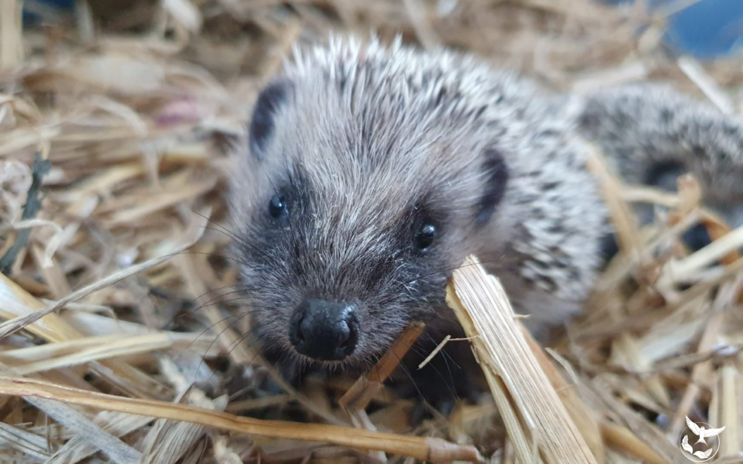 Soutenir la faune sauvage en détresse avec l’association L’Hirondelle